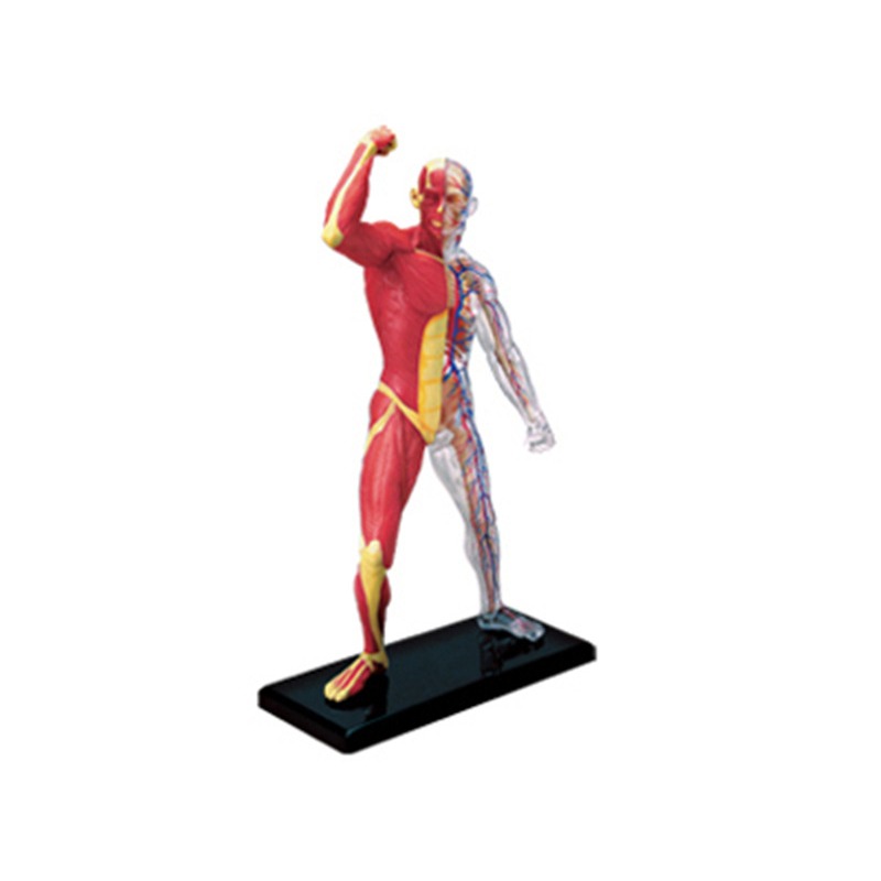Anatomy 4d Human Muscle Skelet - Medical Lab Technology recensie en prijs