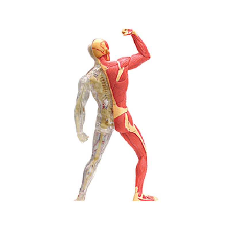 Anatomy 4d Human Muscle Skelet - Medical Lab Technology recensie en prijs