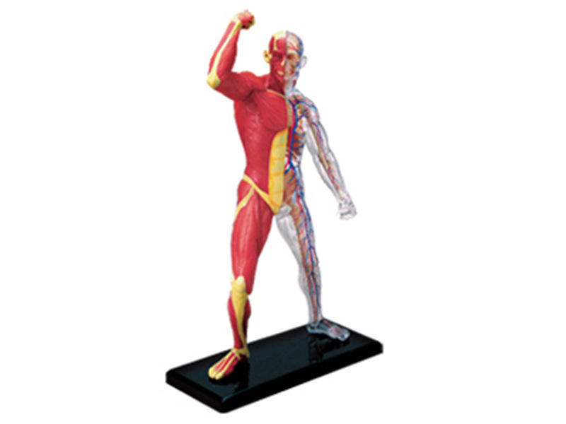 Anatomy 4d Human Muscle Skelet - Medical Lab Technology recensie en prijs